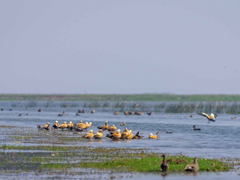 Masala Bites Best Non Veg restaurants near Satapada Puri Odisha
