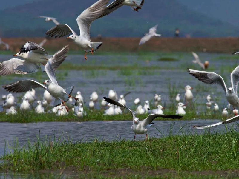 Masala Bites Best Non Veg restaurants near Satapada Puri Odisha
