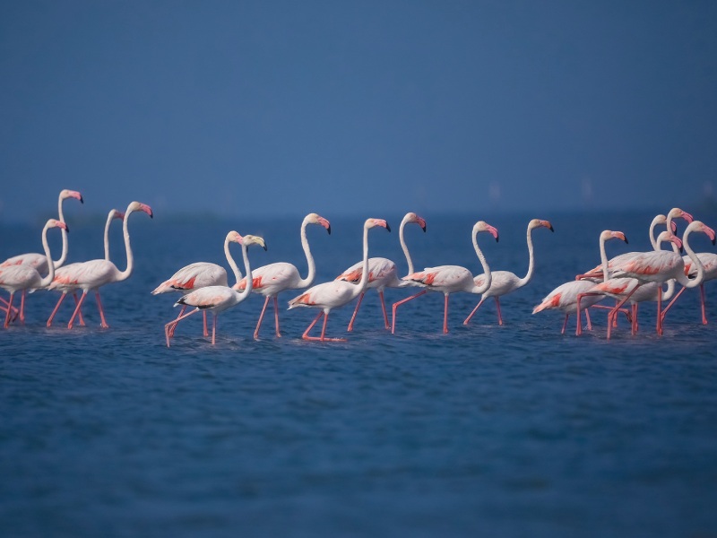 Explore Odia Restaurants Near Satapada at Chilika Lake