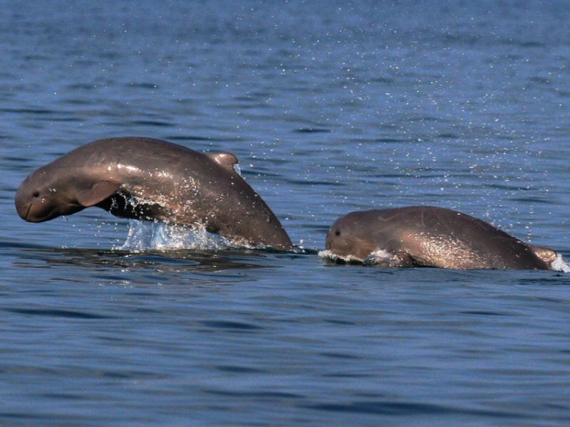 Odia Hotel with Restaurant near Satapada – Explore Chilika Lake