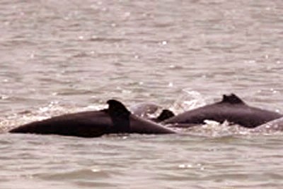 Dolphin Point Satapada