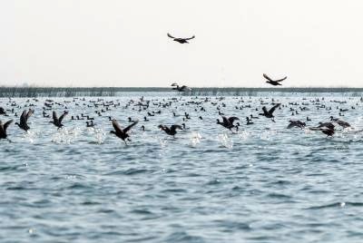 Migrant birds Watching at Nalabana